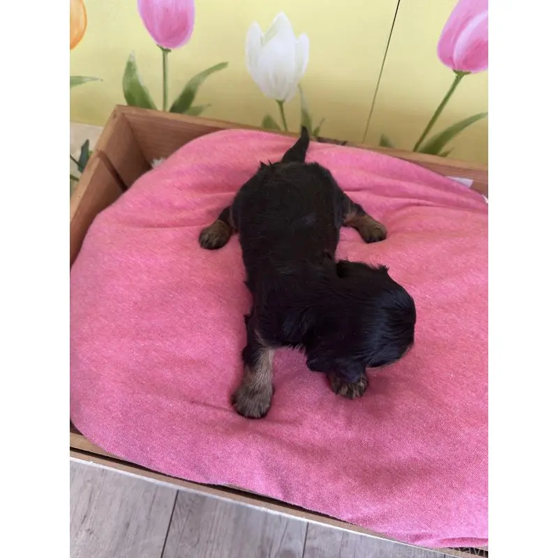 販売中の埼玉県のキャバリアキングチャールズスパニエル-455044の4枚目