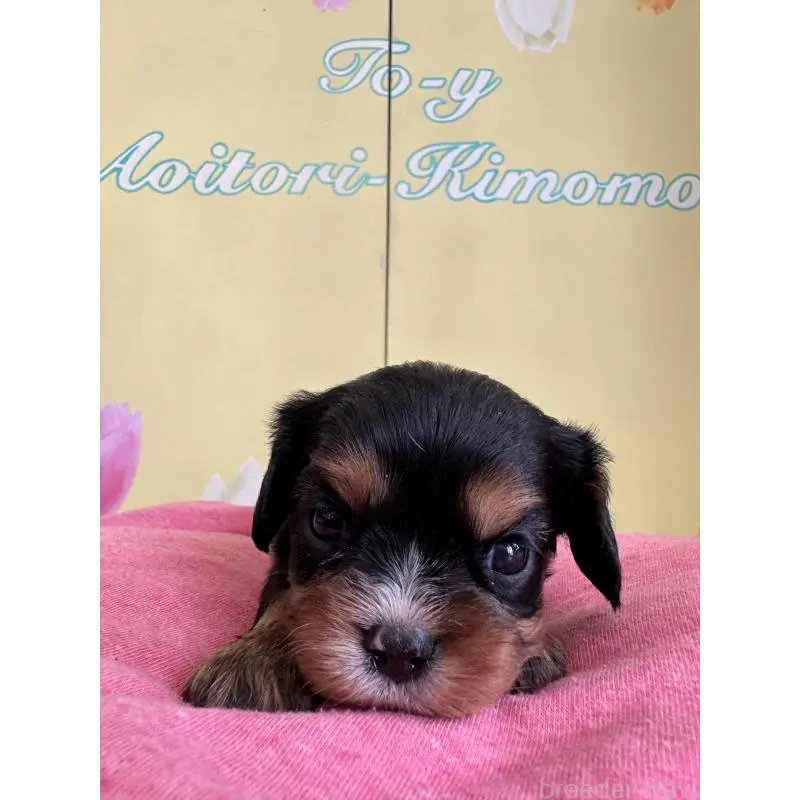 販売中の埼玉県のキャバリアキングチャールズスパニエル-455044の3枚目