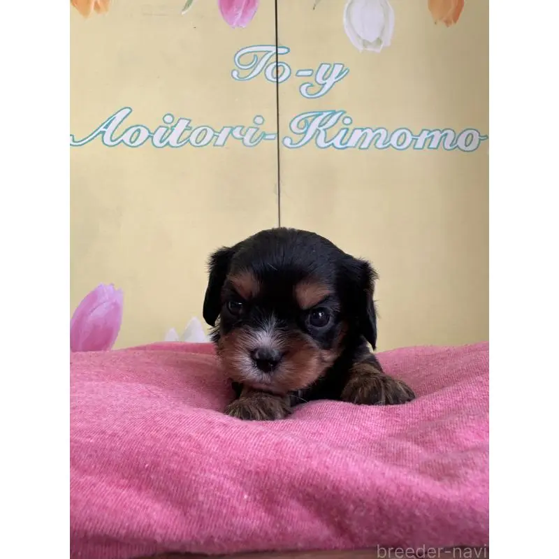 販売中の埼玉県のキャバリアキングチャールズスパニエル-455044の2枚目