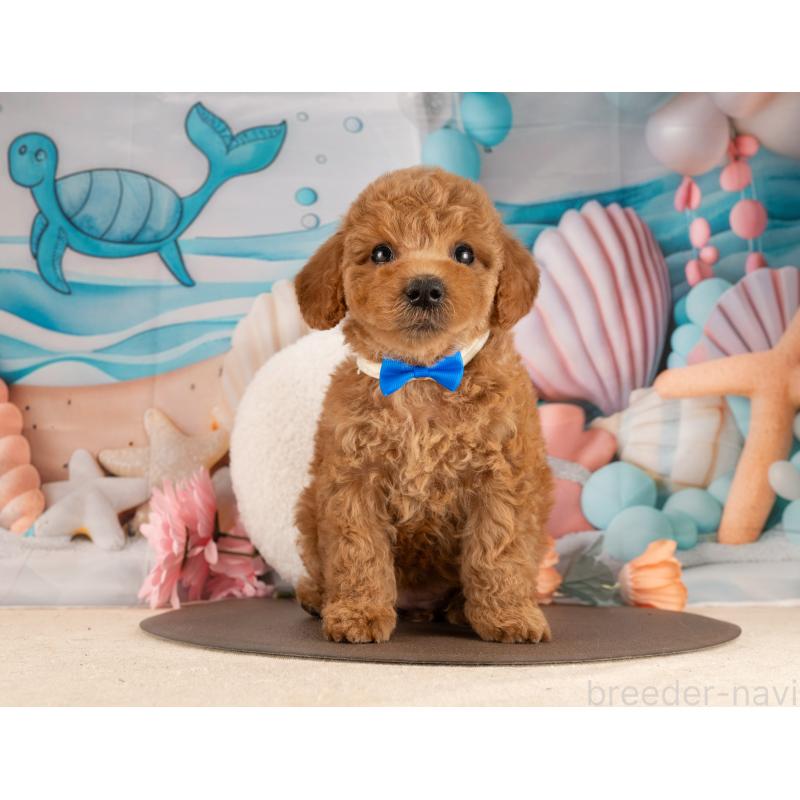 販売中の愛知県のトイプードル-455049の6枚目