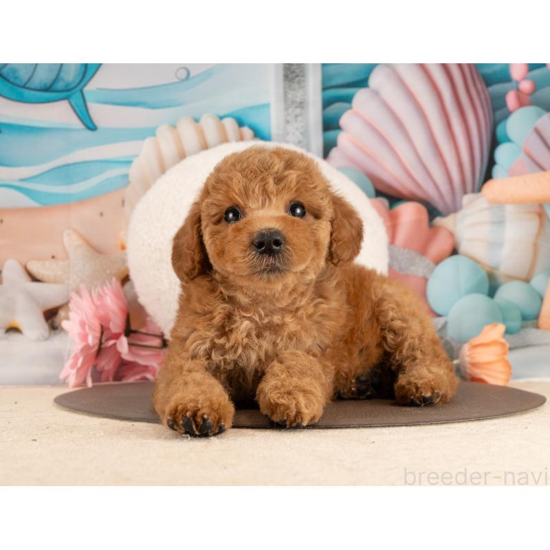 販売中の愛知県のトイプードル-455049の4枚目