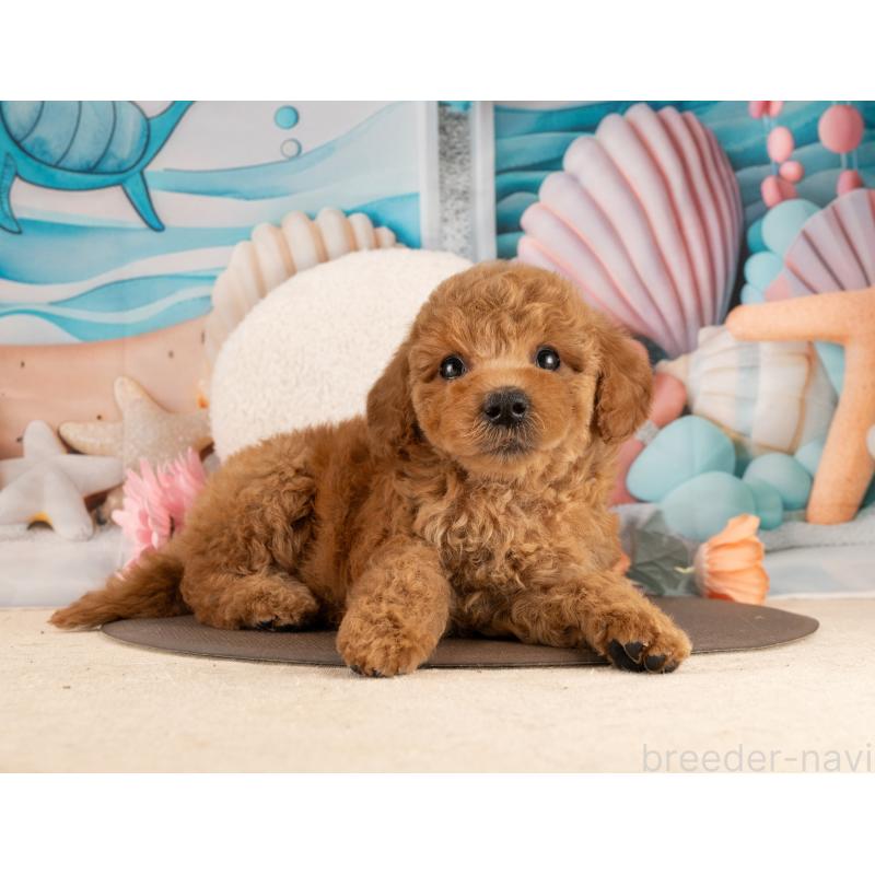 販売中の愛知県のトイプードル-455049の3枚目