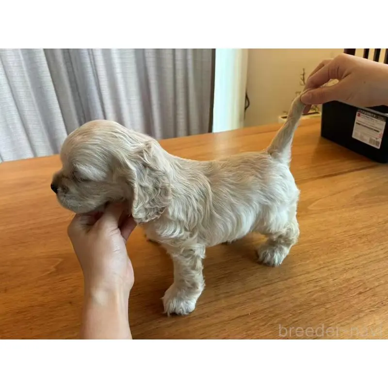 販売中の埼玉県のアメリカンコッカースパニエル-455045の6枚目