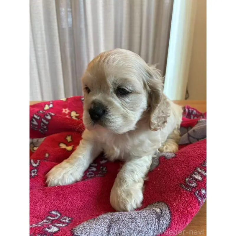 販売中の埼玉県のアメリカンコッカースパニエル-455045の4枚目