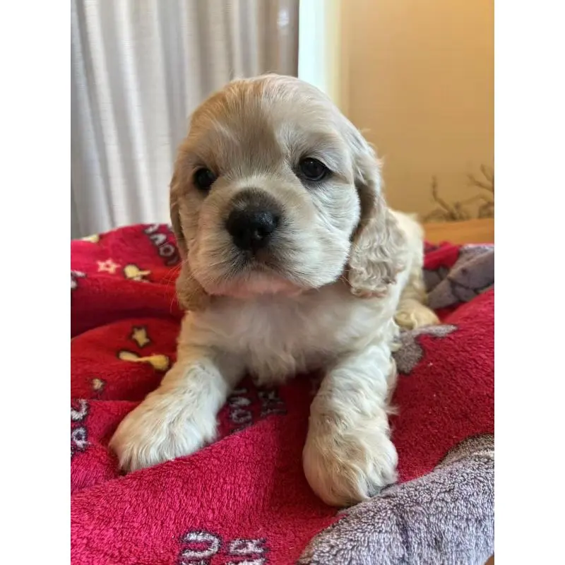 販売中の埼玉県のアメリカンコッカースパニエル-455045の3枚目