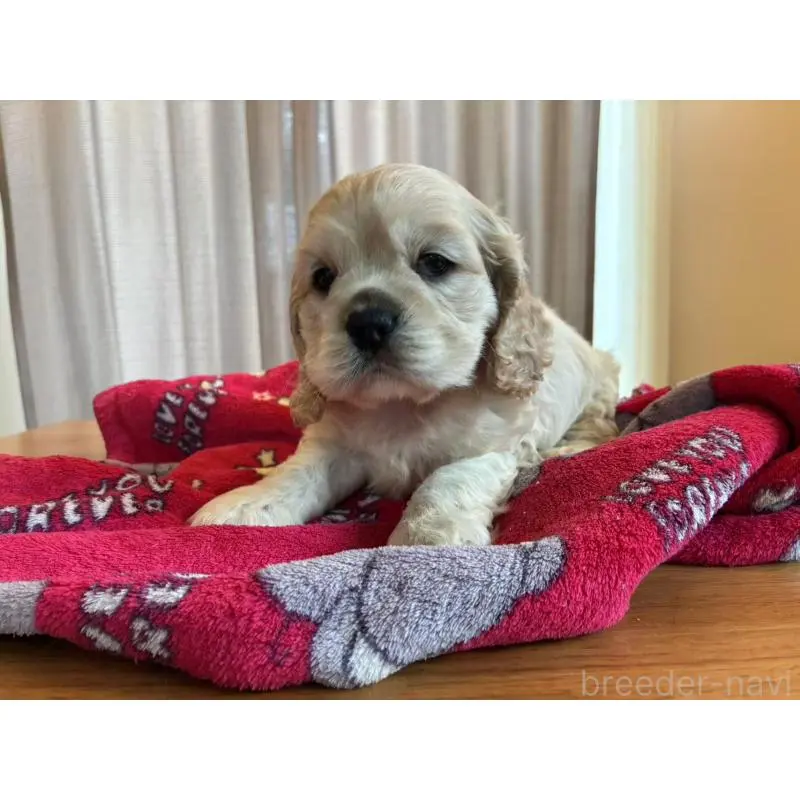 販売中の埼玉県のアメリカンコッカースパニエル-455045の2枚目