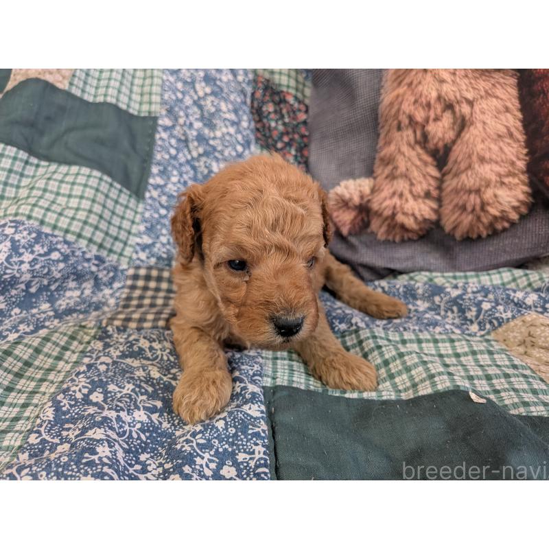 販売中の長野県のトイプードル-455047の4枚目