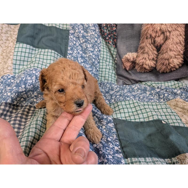 販売中の長野県のトイプードル-455047の3枚目