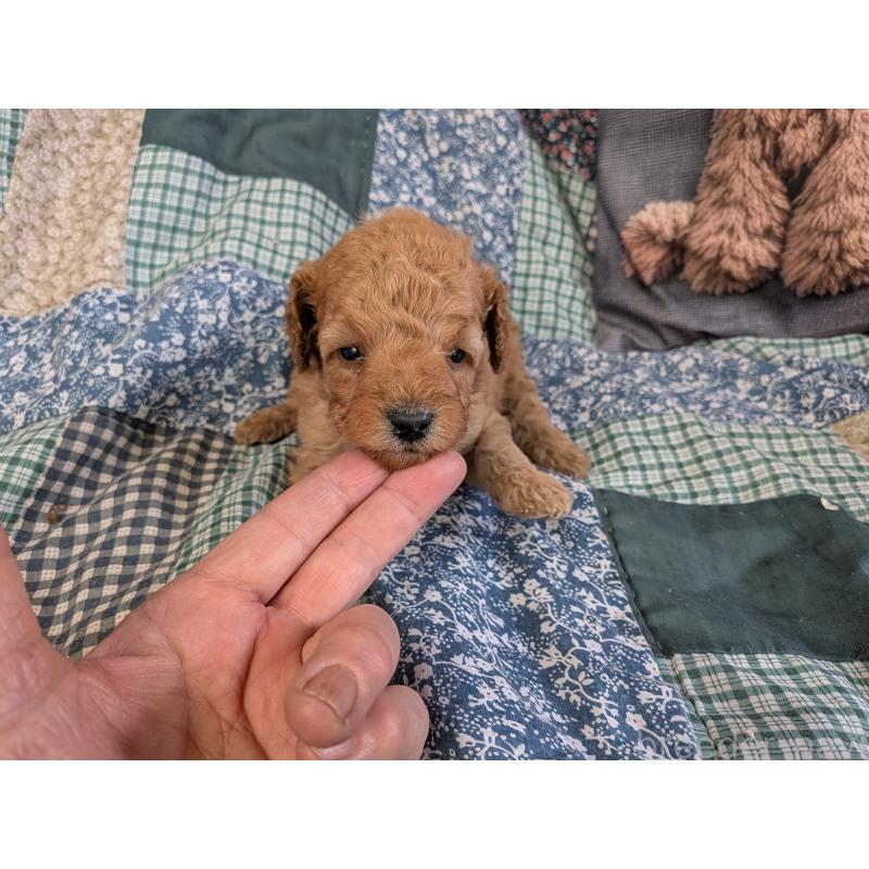 販売中の長野県のトイプードル-455047の2枚目