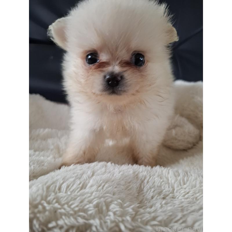 販売中の佐賀県のミックス犬-455048の2枚目