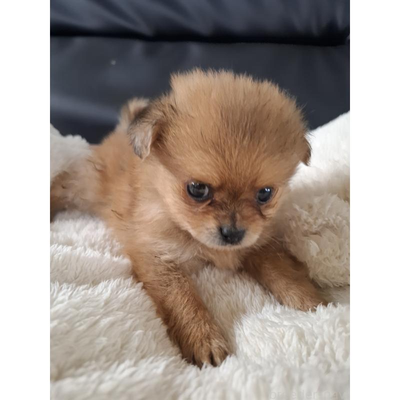 販売中の佐賀県のミックス犬-455050の2枚目