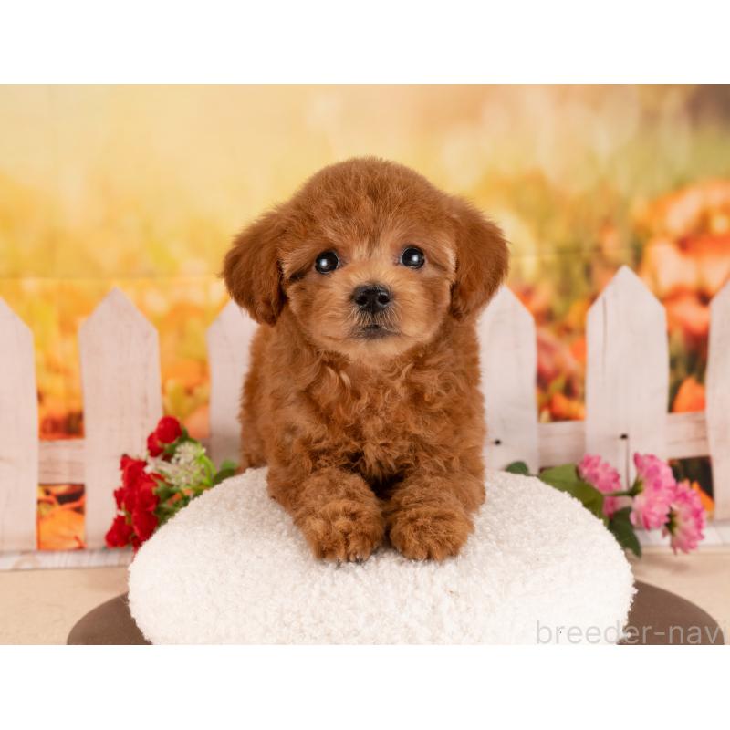 販売中の愛知県のトイプードル-455051の6枚目