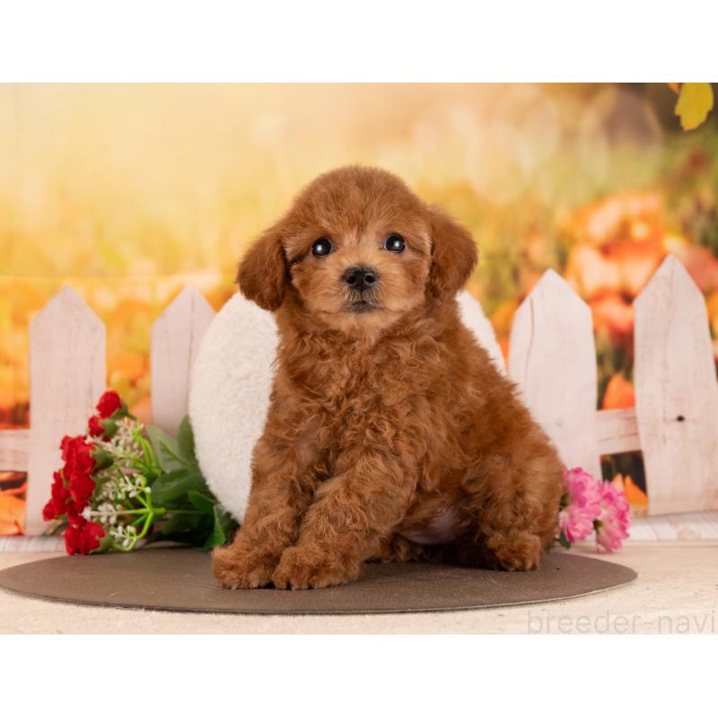 販売中の愛知県のトイプードル-455051の5枚目