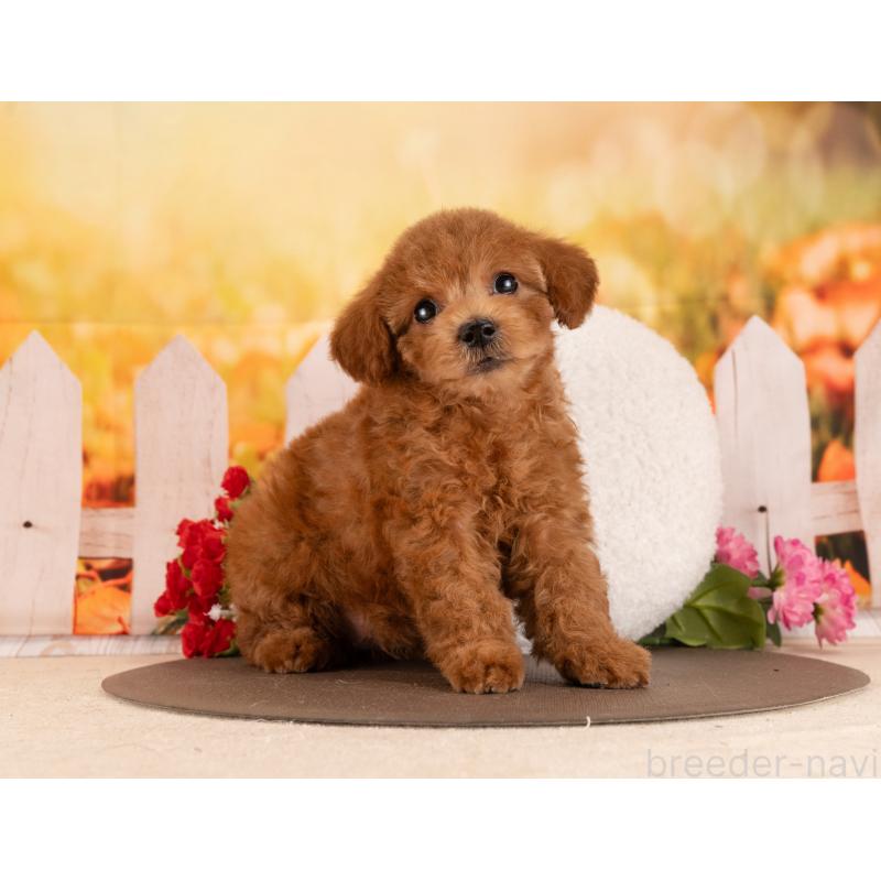 販売中の愛知県のトイプードル-455051の4枚目