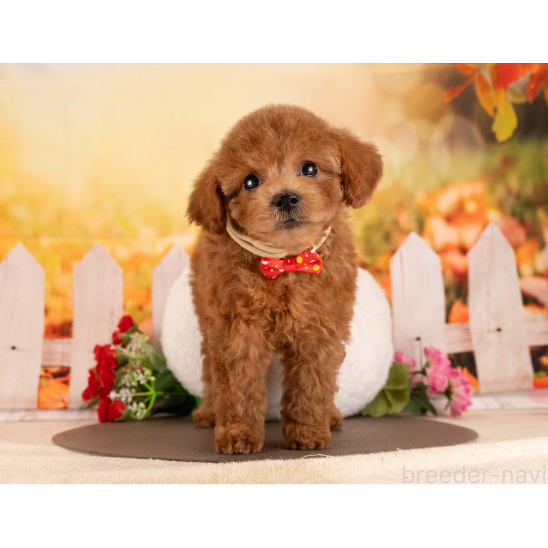 販売中の愛知県のトイプードル-455051の3枚目