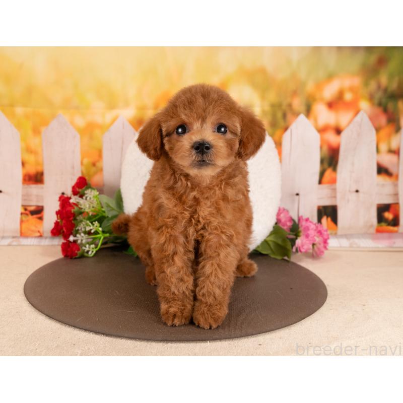 販売中の愛知県のトイプードル-455051の2枚目