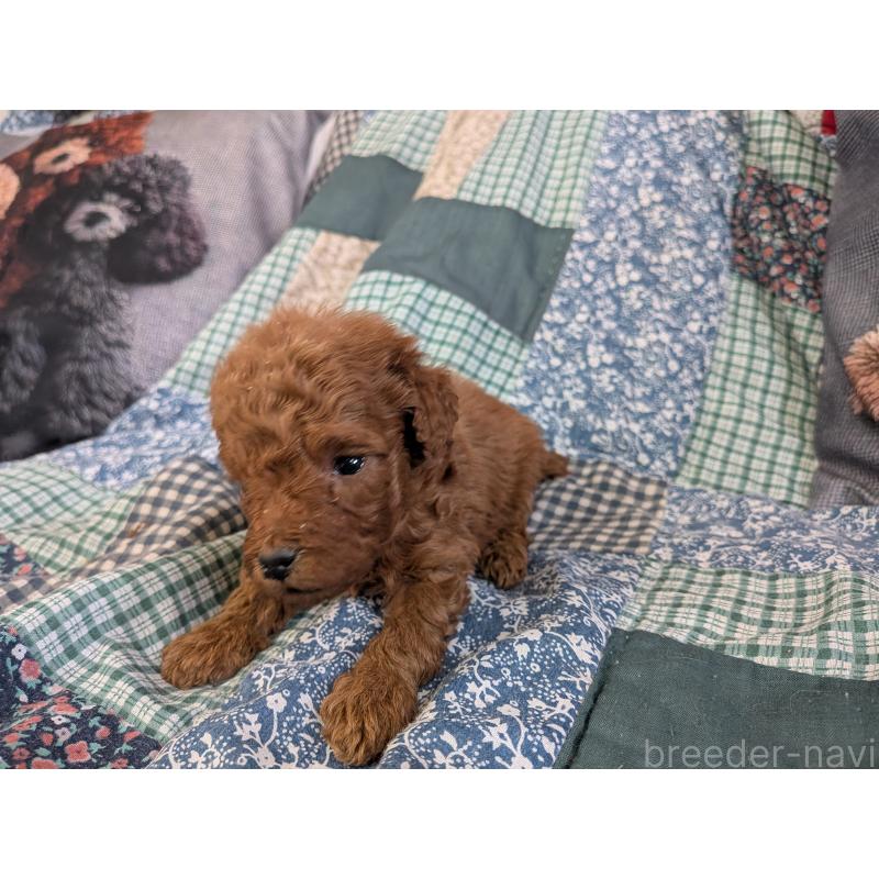 販売中の長野県のトイプードル-455052の5枚目