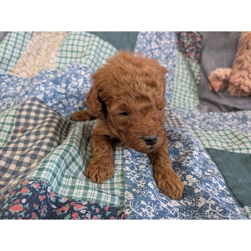 販売中の長野県のトイプードル-455052の4枚目