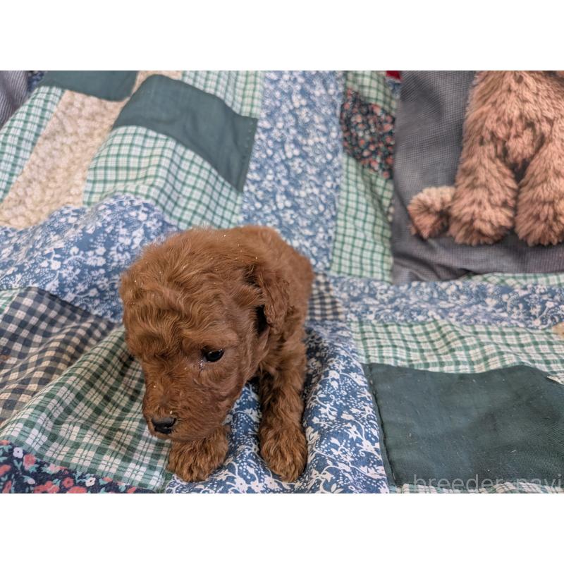 販売中の長野県のトイプードル-455052の3枚目