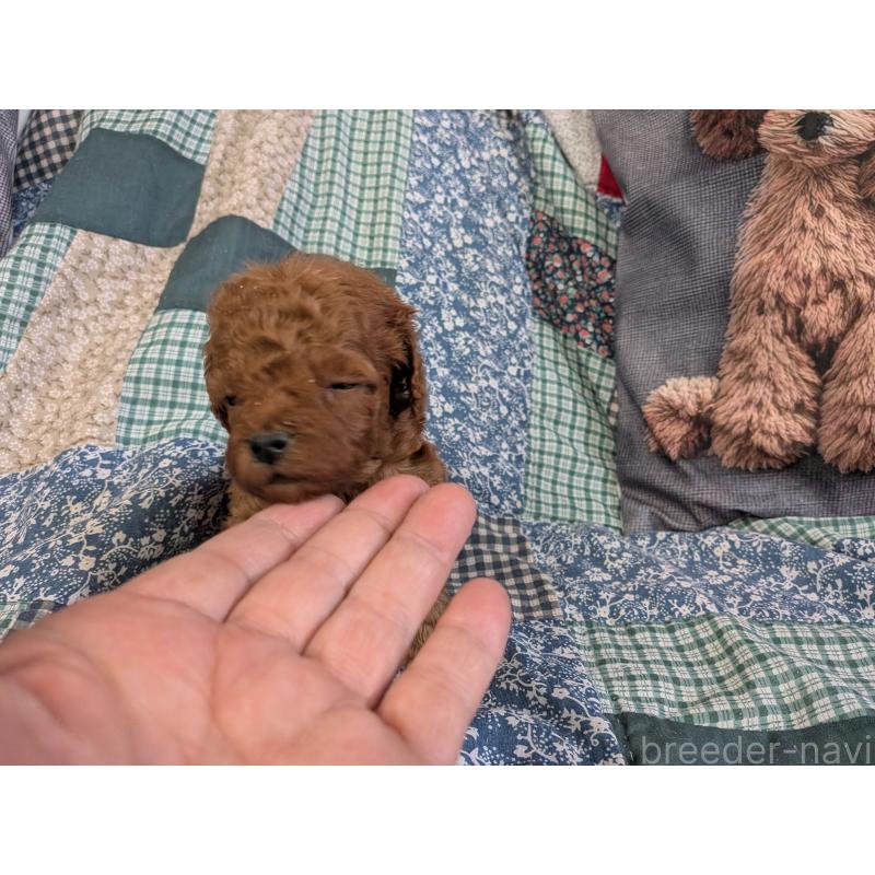 販売中の長野県のトイプードル-455052の2枚目