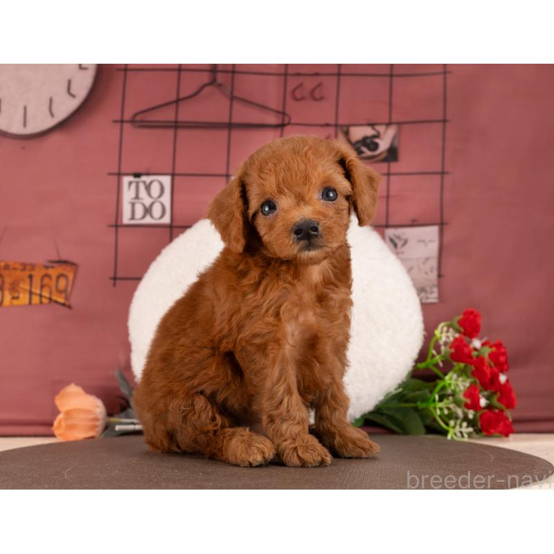 販売中の愛知県のトイプードル-455053の6枚目