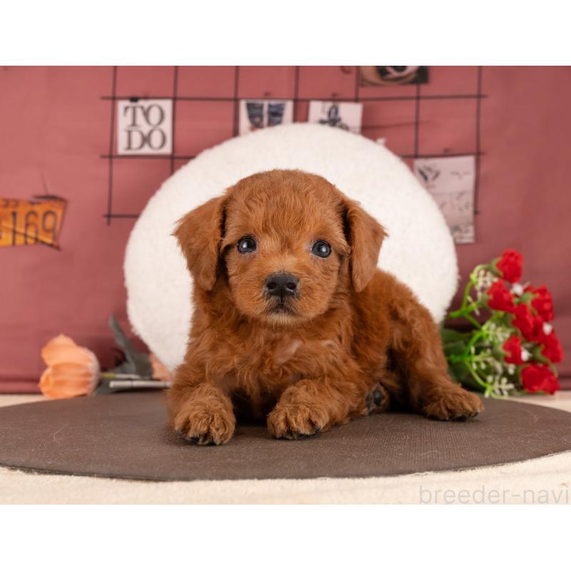 販売中の愛知県のトイプードル-455053の4枚目