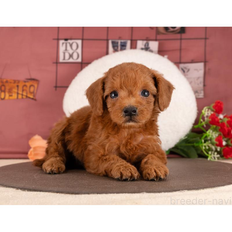 販売中の愛知県のトイプードル-455053の3枚目