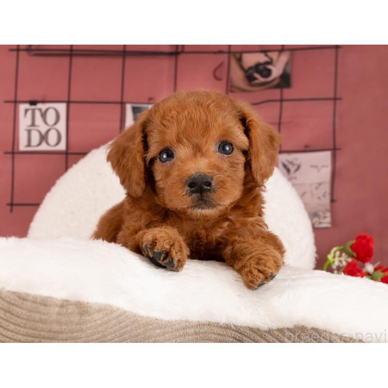 販売中の愛知県のトイプードル-455053の2枚目