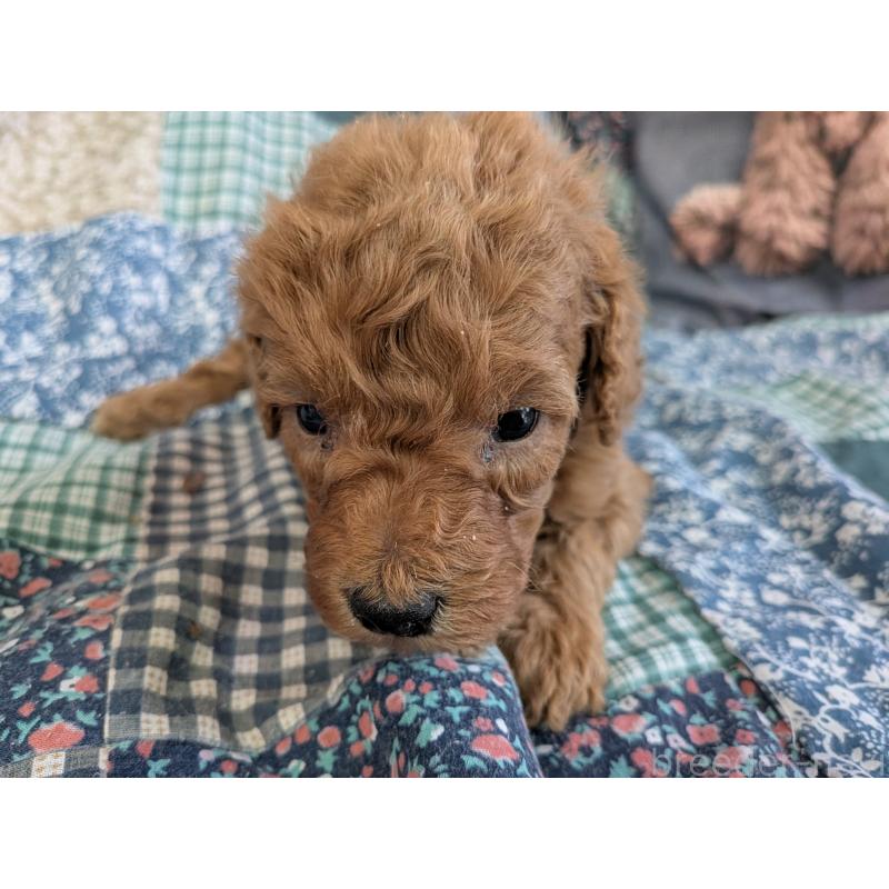 販売中の長野県のタイニープードル-455054の5枚目