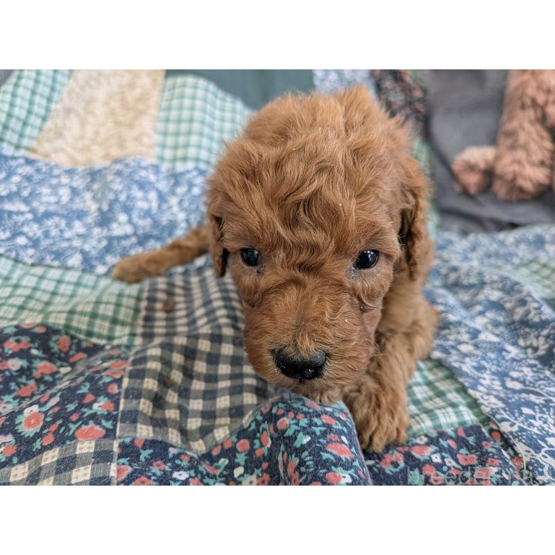 販売中の長野県のタイニープードル-455054の4枚目