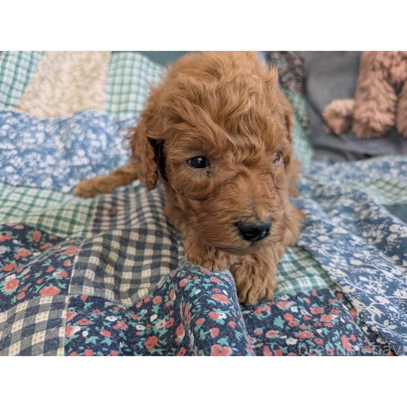 販売中の長野県のタイニープードル-455054の3枚目