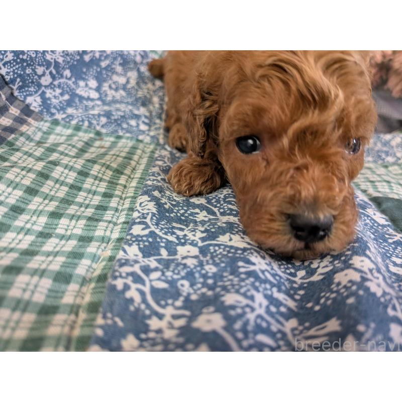 販売中の長野県のタイニープードル-455054の2枚目