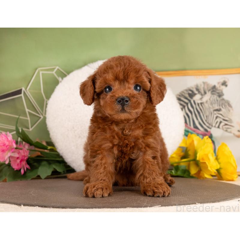 販売中の愛知県のトイプードル-455056の6枚目