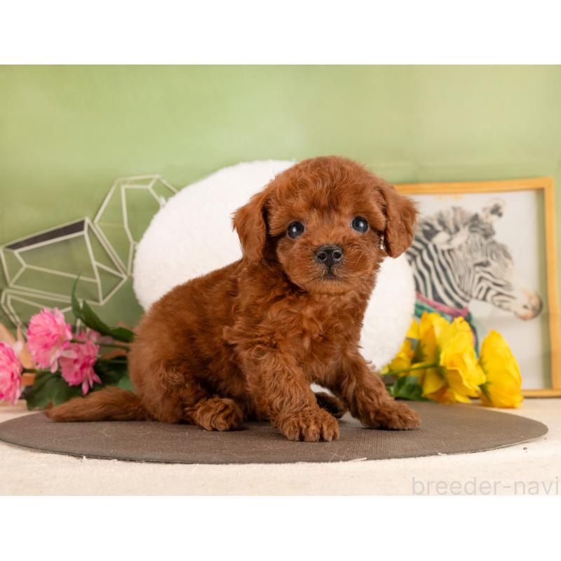 販売中の愛知県のトイプードル-455056の5枚目