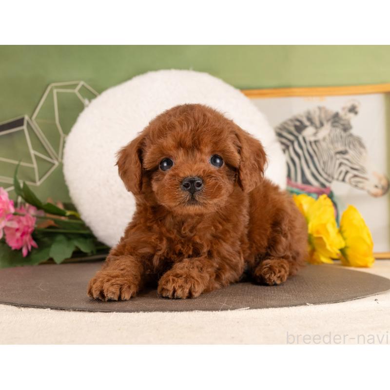 販売中の愛知県のトイプードル-455056の4枚目