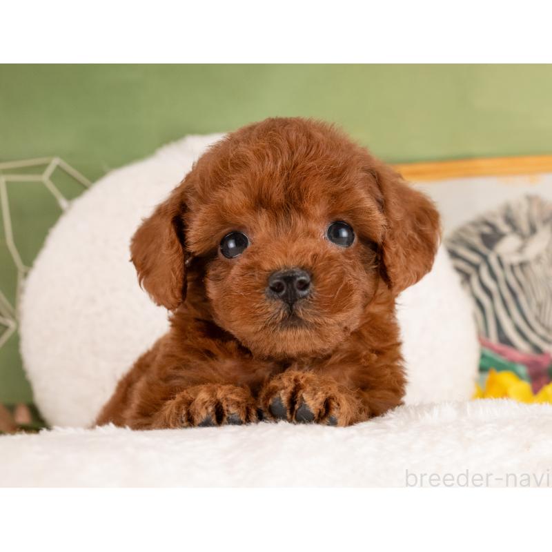 販売中の愛知県のトイプードル-455056の2枚目