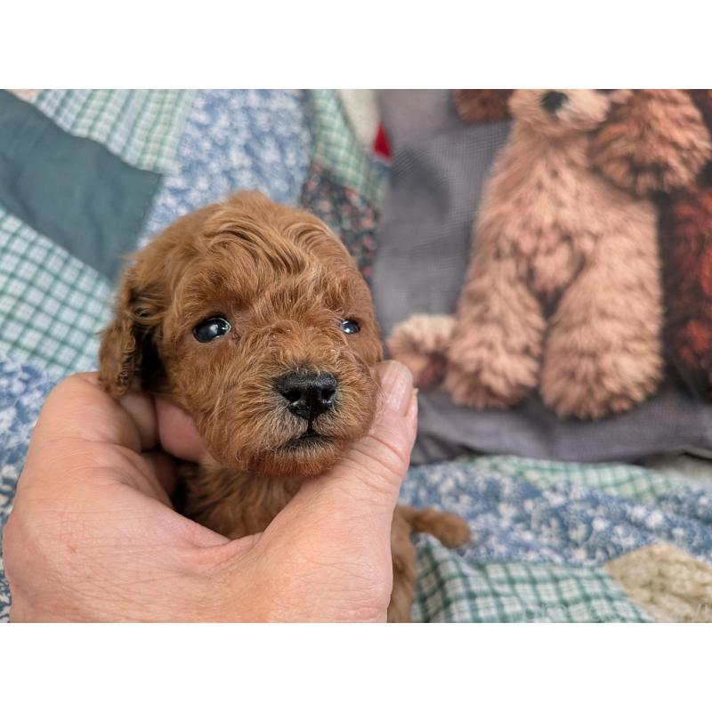 販売中の長野県のタイニープードル-455055の4枚目