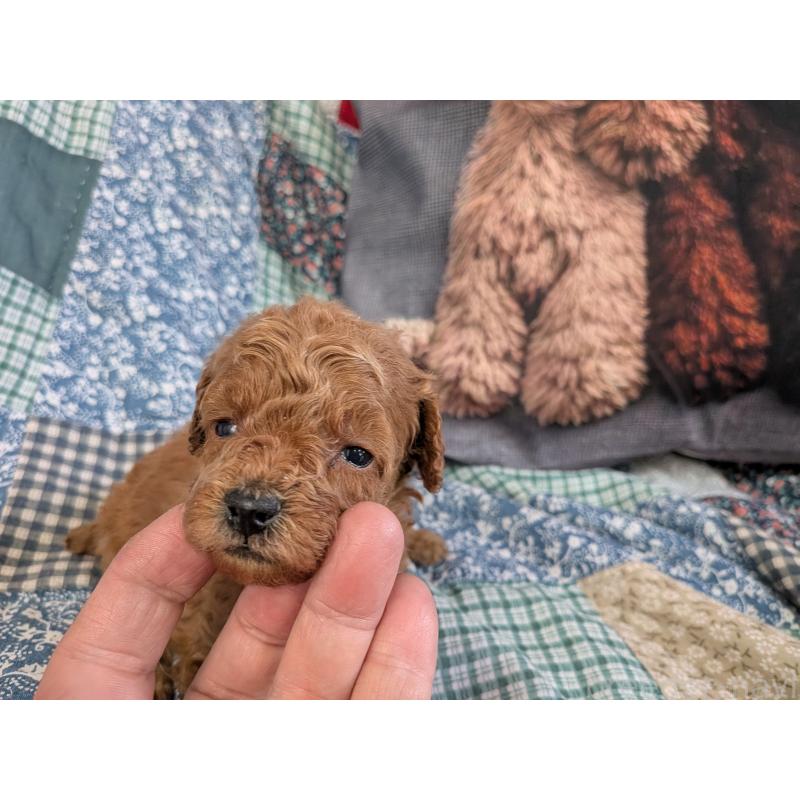 販売中の長野県のタイニープードル-455055の3枚目