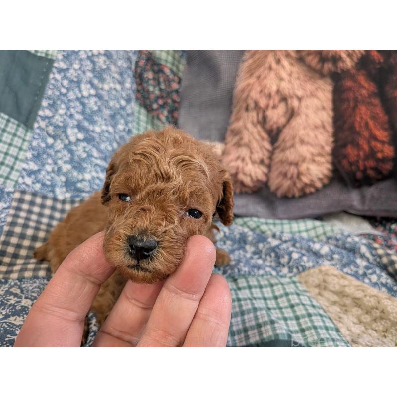 販売中の長野県のタイニープードル-455055の2枚目