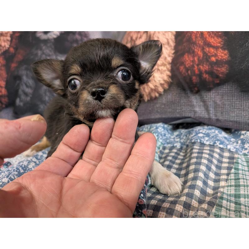 販売中の長野県のチワワ(ロングコート)-455057の5枚目