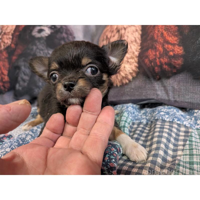 販売中の長野県のチワワ(ロングコート)-455057の4枚目