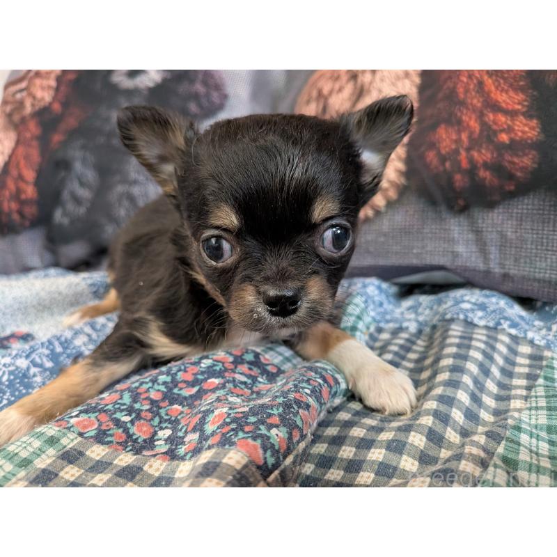 販売中の長野県のチワワ(ロングコート)-455057の3枚目