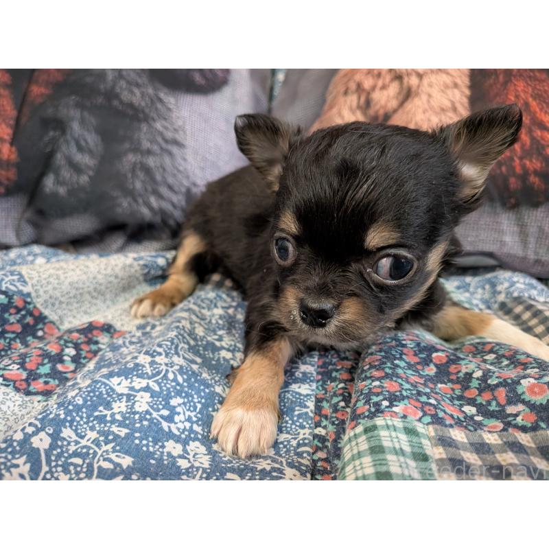 販売中の長野県のチワワ(ロングコート)-455057の2枚目