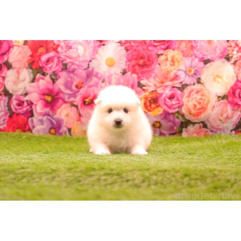 販売中の茨城県の日本スピッツ-455058の2枚目