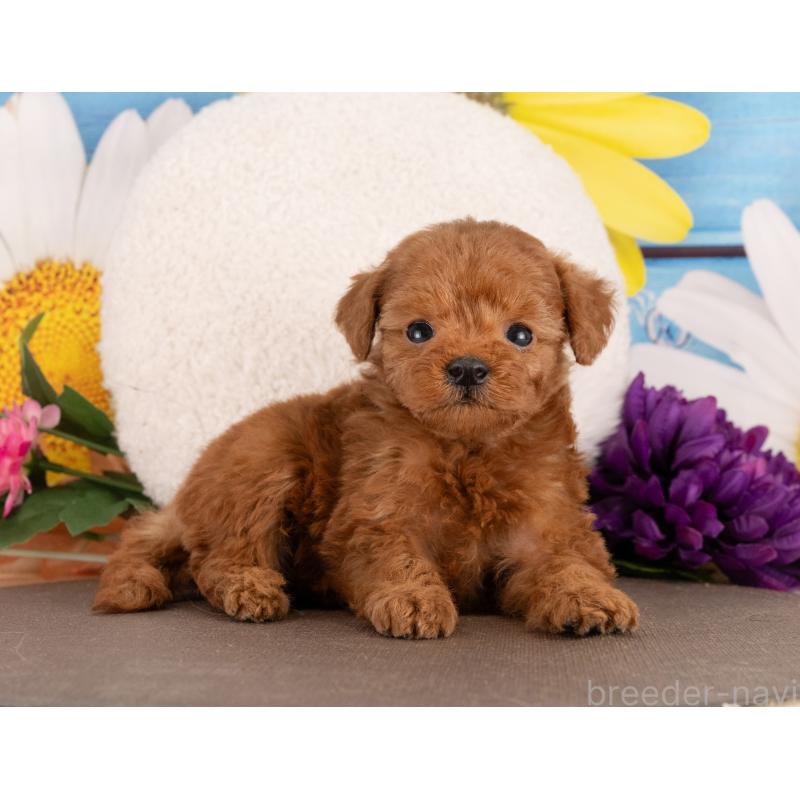 販売中の愛知県のトイプードル-455060の5枚目