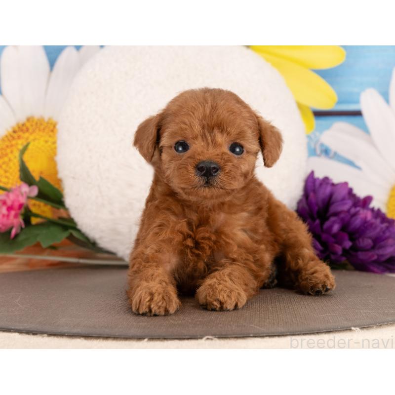 販売中の愛知県のトイプードル-455060の4枚目