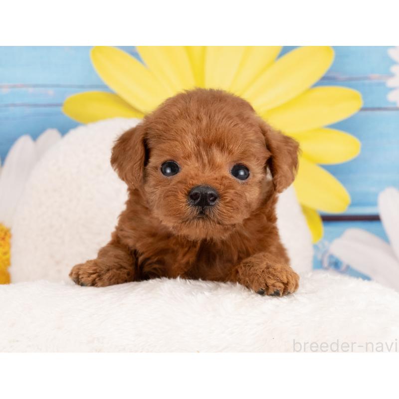 販売中の愛知県のトイプードル-455060の3枚目