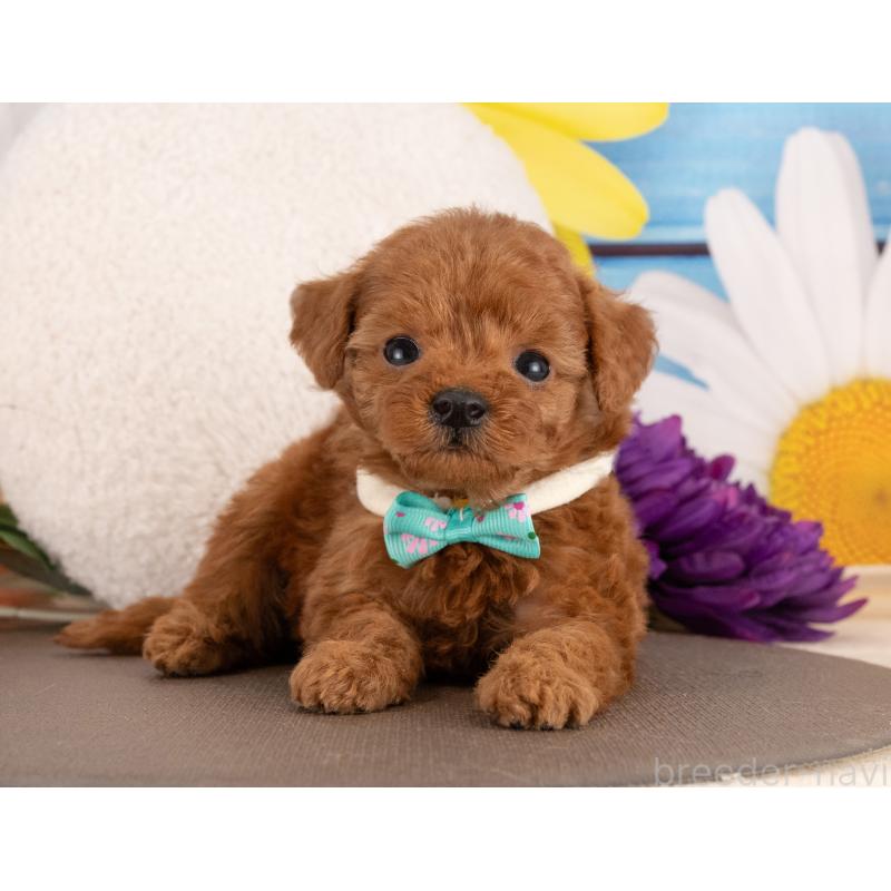 販売中の愛知県のトイプードル-455060の2枚目