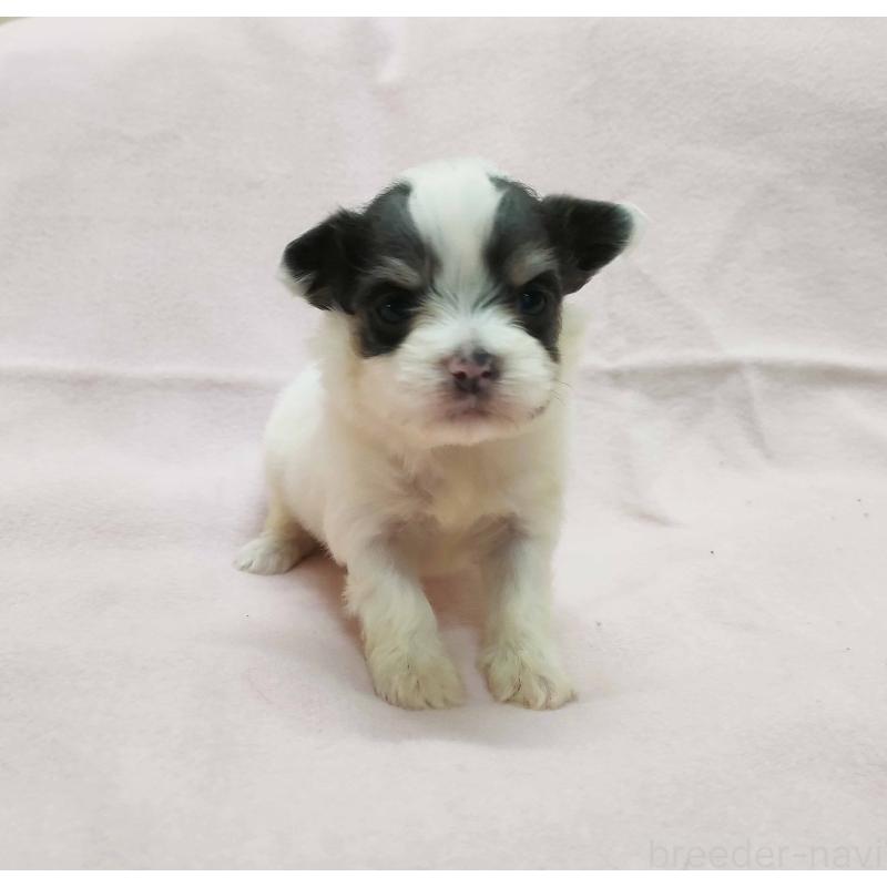 販売中の群馬県のチワマル:チワワ×マルチーズ-455059の6枚目