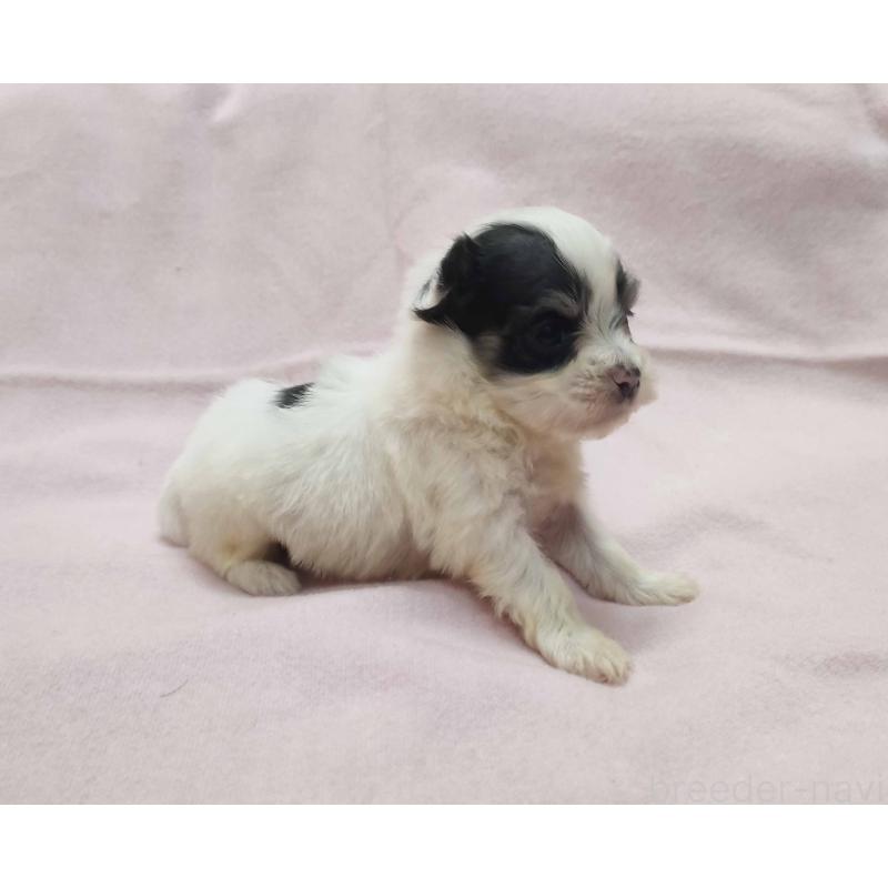 販売中の群馬県のチワマル:チワワ×マルチーズ-455059の5枚目